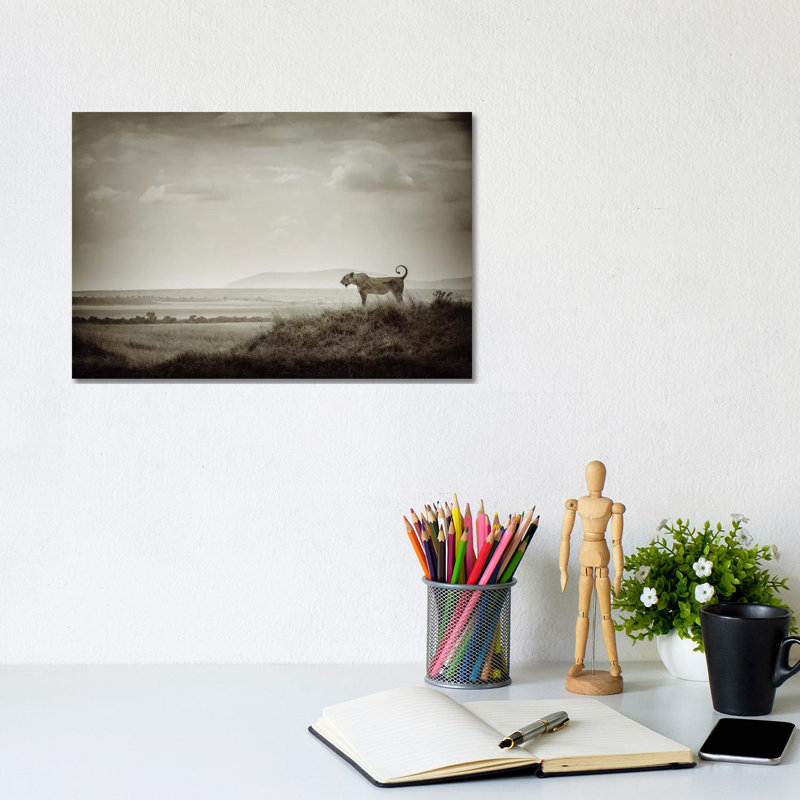 Lone Lioness by Mohammed Alnaser - Wrapped Canvas Print, 20.32 cm H x 30.48 cm W