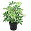 55cm Faux Plant in Pot Liner