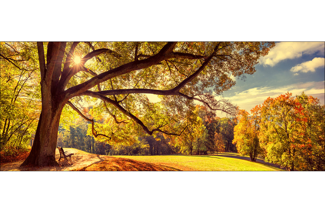 Sunshine In The Park – Rahmenloser Panorama-Kunstdruck auf Floatglas