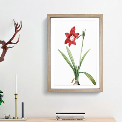 An Amaryllis Flower 1 Piece Single Picture Frame Painting