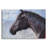 " Equine Encounter " by Robert Campbell-1748551267