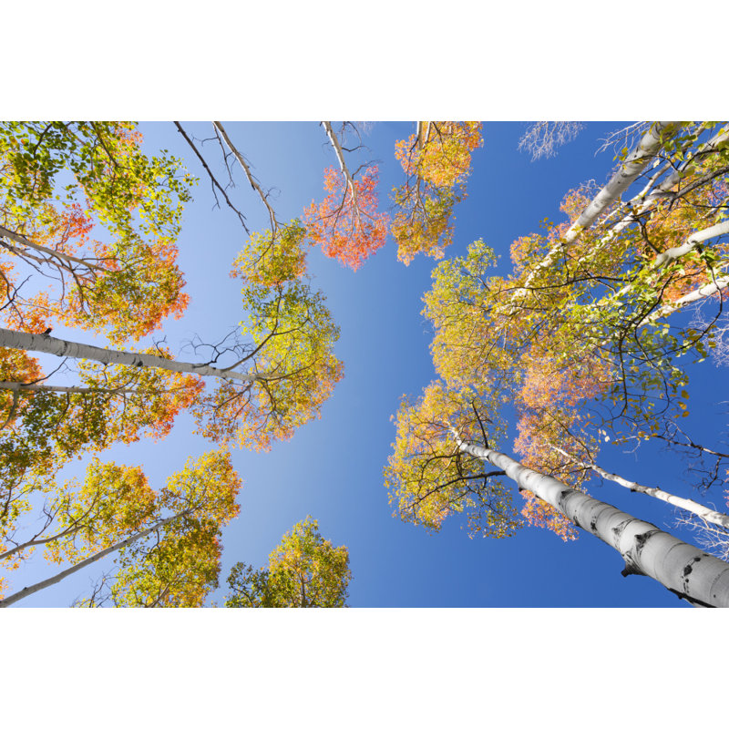 Wrapped Canvas Print, 60.96 cm H x 91.44 cm W