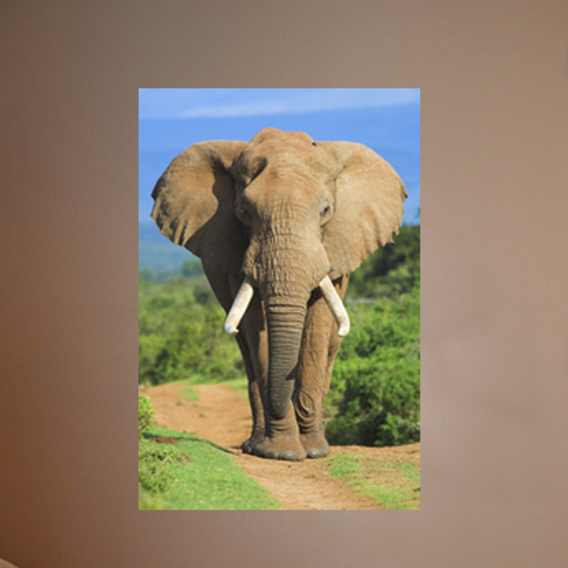 Large Brown Elephant Reusable Wall Decal
