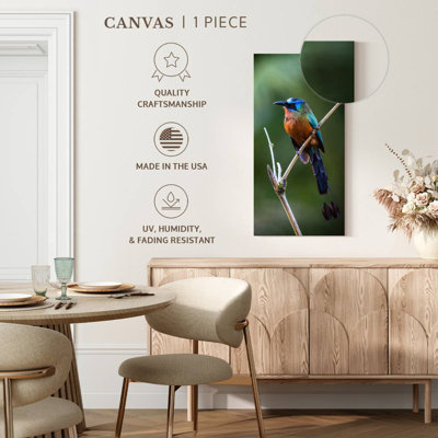 Trinidad Motmot Bird