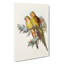 Princess Of Waless Parakeets by Elizabeth Gould - Wrapped Canvas-55322454