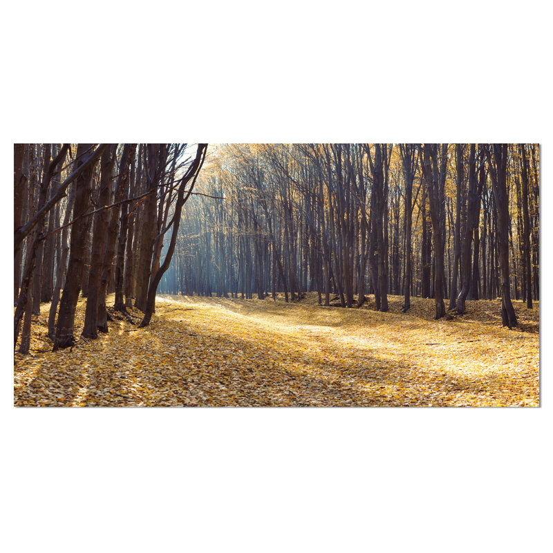 Path in the Fall Forest Panorama - Reproduction de photo sur toile tendue, H 16 po x l 32 po