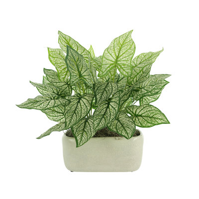 Plante de 19 po