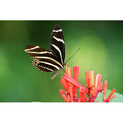 Mbolu Butterfly - Wrapped Canvas Print