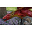 Piquet Dragon Bouncie-92580501