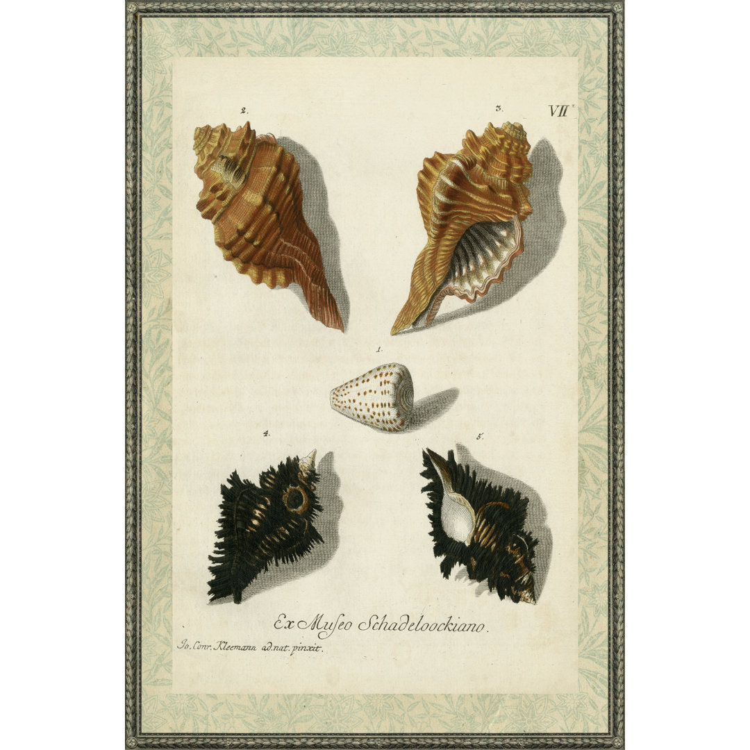 Leinwandbild Bookplate Shells I