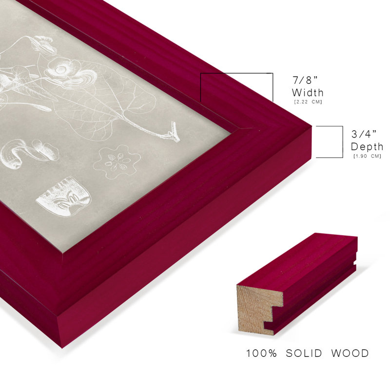 Schéma botanique I - Impression encadrée avec verre, Rouge, H 6 po x l 4 po x P 1 po