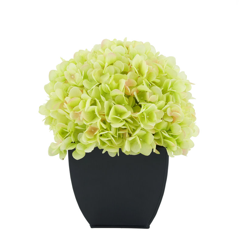 Arrangement floral hortensia en pot, Vert