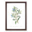 Bluebell Flowers - Framed Print-57844662-57844663