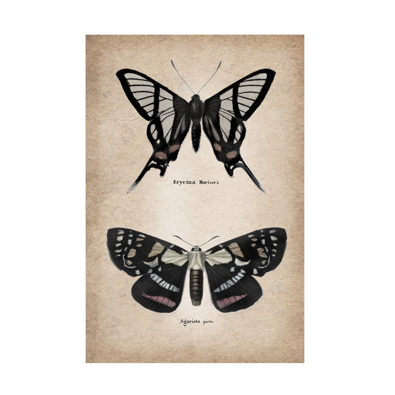Art sur toile «Bachelor Studio Vintage Butterflies Duo 2», H 30 po x l 47 po