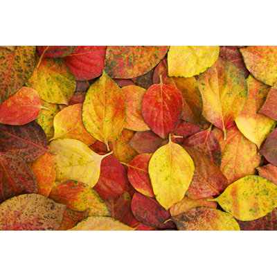 Autumn Leaves Background by Bagi1998
