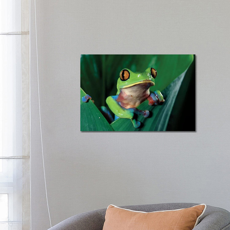 Blue-Sided Leaf Frog Hanging On Leaf, Close-up, Cloud Forest, Costa Rica by Michael & Patricia Fogden - Wrapped Canvas Gallery-Wrapped Canvas Giclée