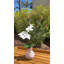 Orchids Arrangement in Vase