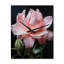 Horloge murale rose-99632665