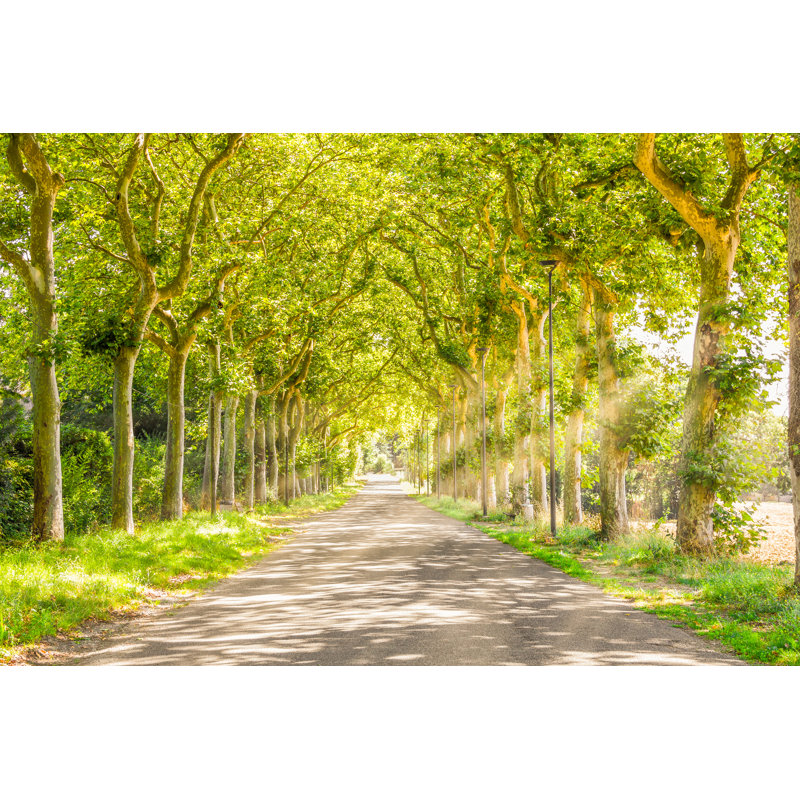 Rural Path With Trees - Wrapped Canvas Print, 61cm H x 91cm W x 3.8cm D