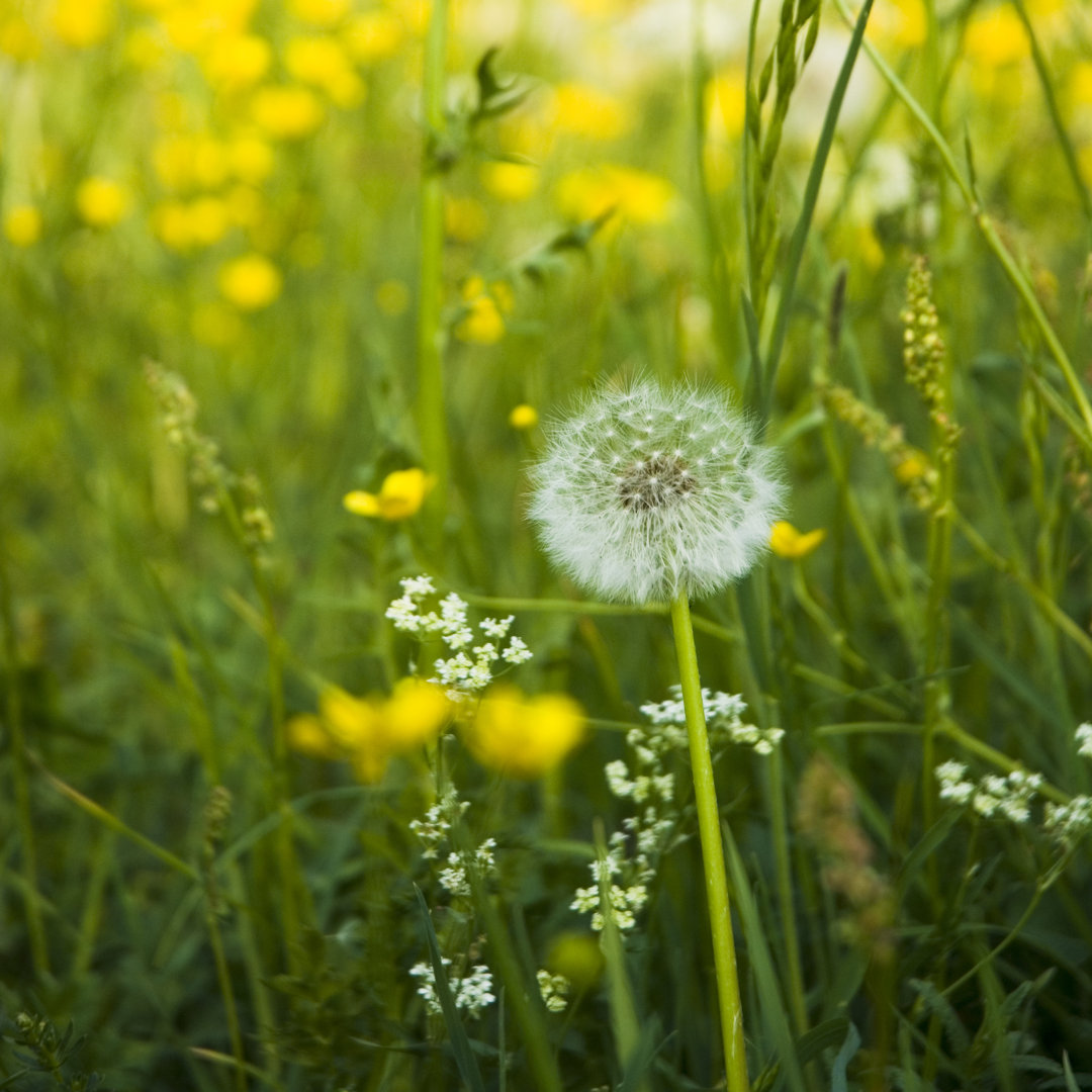 Summer Meadow Blowball von Mlenny - Drucken