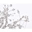 Lustre suspendu 8 lumières Varner-68368617