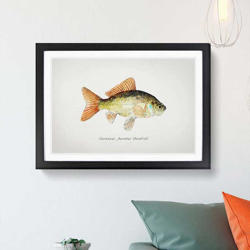 Illustration of a Goldfish by F.E. Clarke - Picture Frame Painting Print, 36cm H x 48cm W x 2cm D, Black Framed