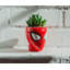 Cactus en pot 5 po