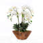 Real Touch Phalaenopsis Orchid Floral Arrangement in Planter