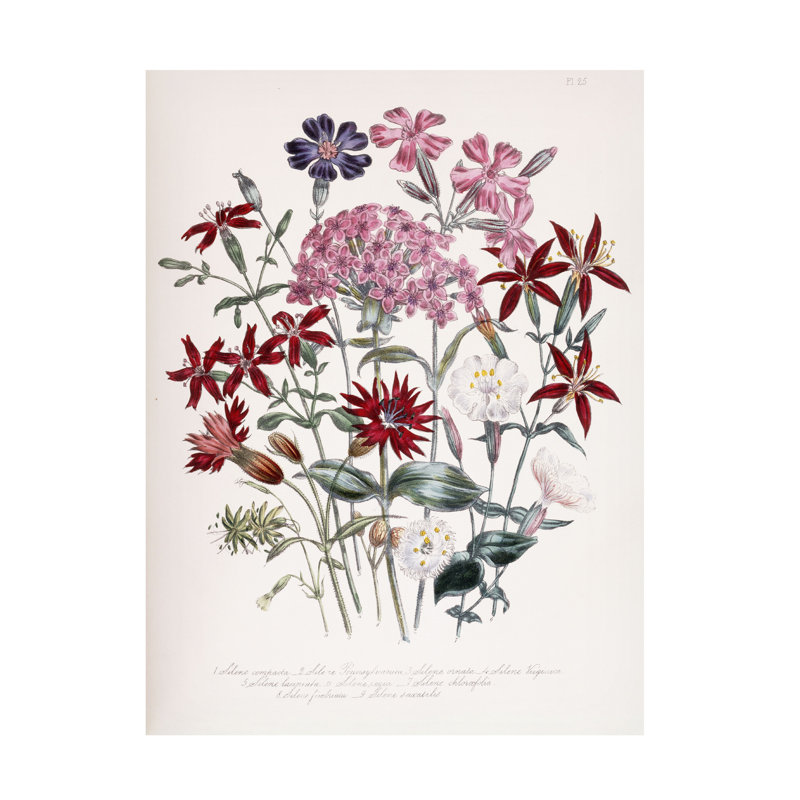 Jane Loudon Catchfly, 1843-49, art sur toile, H 19 po x l 14 po