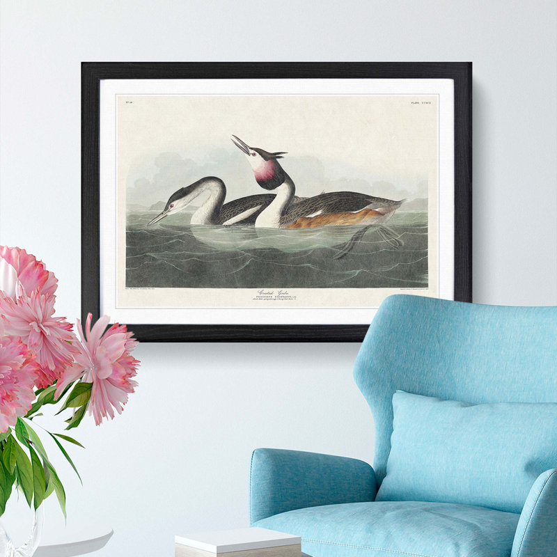 Crested Grebe by John James Audubon - Framed Print, 48cm H x 65cm W x 2cm D, Black Framed