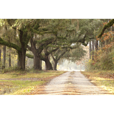 " Live Oak Tree "