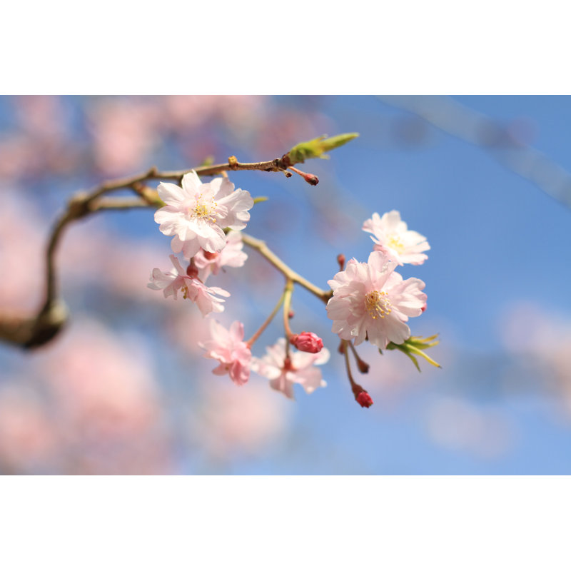 The Cherry Blossom by Ziggy_mars - Wrapped Canvas Print, 30cm H x 46cm W