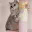 Arbre à chat Franjo-1733341064-1733341075