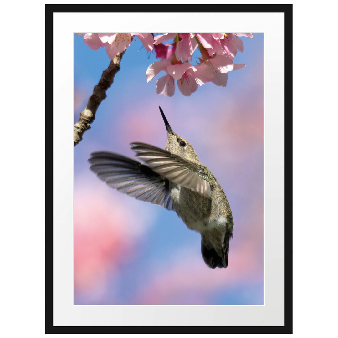 Gerahmtes Poster Kolibri an Kirschblüte