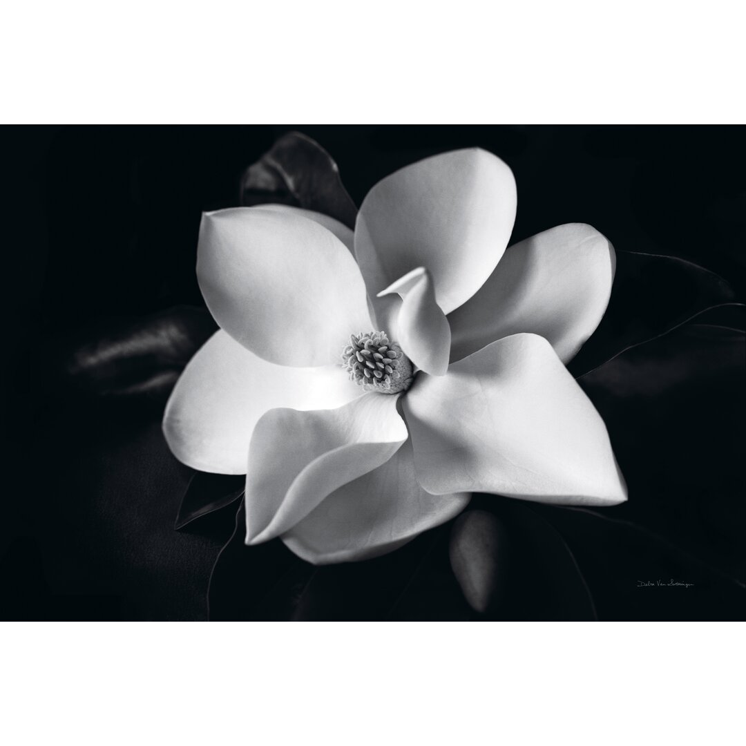 Leinwandbild Magnolia von Debra Van Swearingen