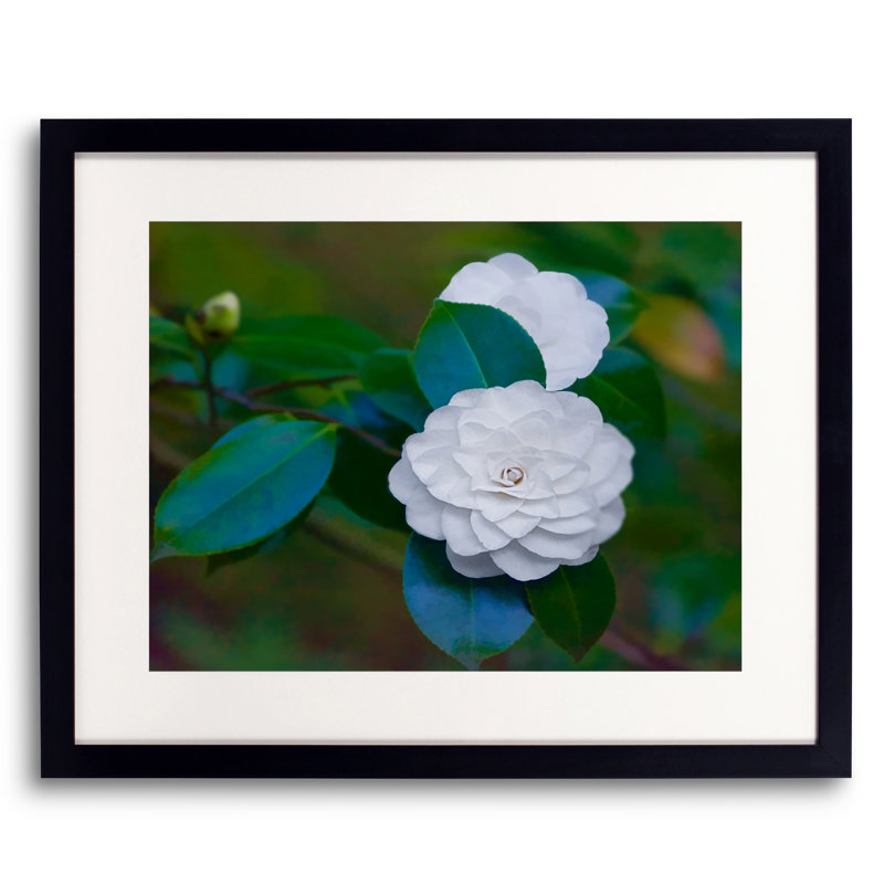 White Camellia Print by Tom Kostes