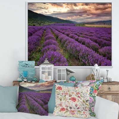 " Lavender Field At Dawn I "