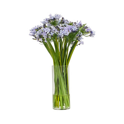 Agapanthus In Cylinder Glass