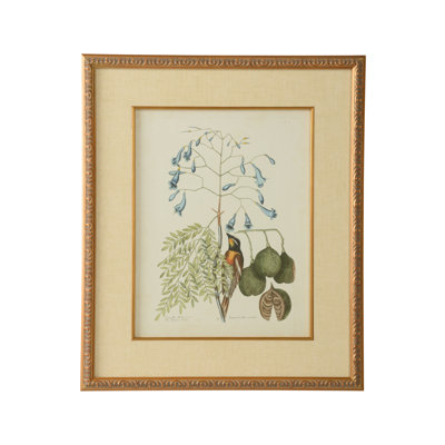 " Catesby Bird And Botanical II "