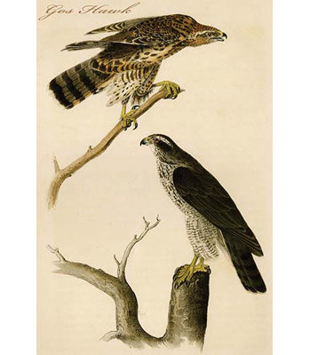 " Gos Hawk "