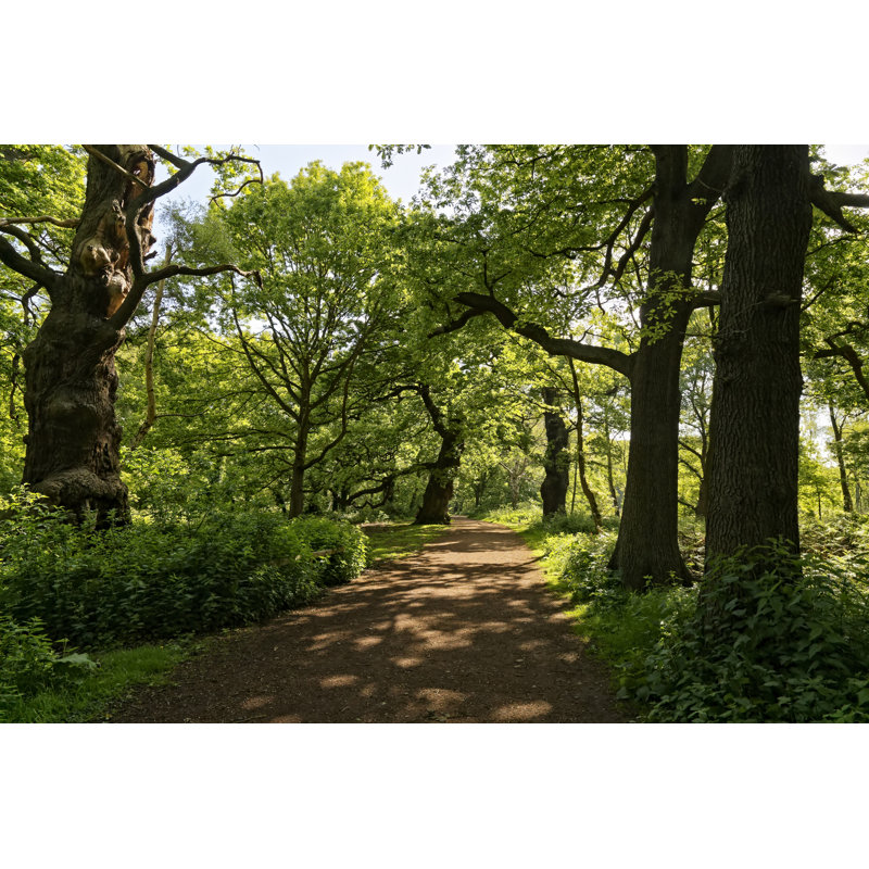 Sherwood Forest - Photographie sur toile tendue, H 20 po x l 30 po