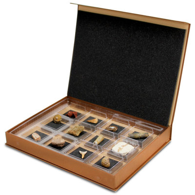 The Nature Collection - Ensemble de fossiles 2