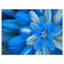 "danse exotiques des pétales de fleurs bleues" , impression sur toile-20862944