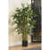 Faux Bamboo Tree in Pot