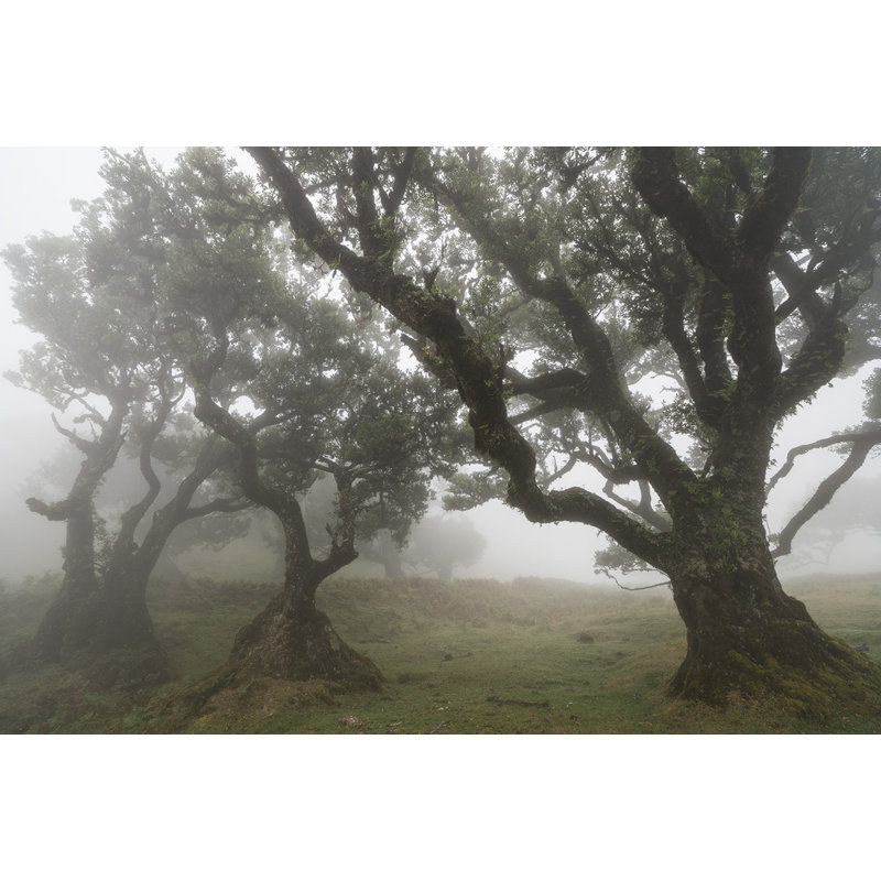 Wrapped Canvas Print, 50.8 cm H x 76.2 cm W