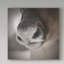 « renne groin », reproduction de photo sur toile tendue-31974519