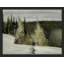 «Pine Trees In Snow» sur-98298789-98298792
