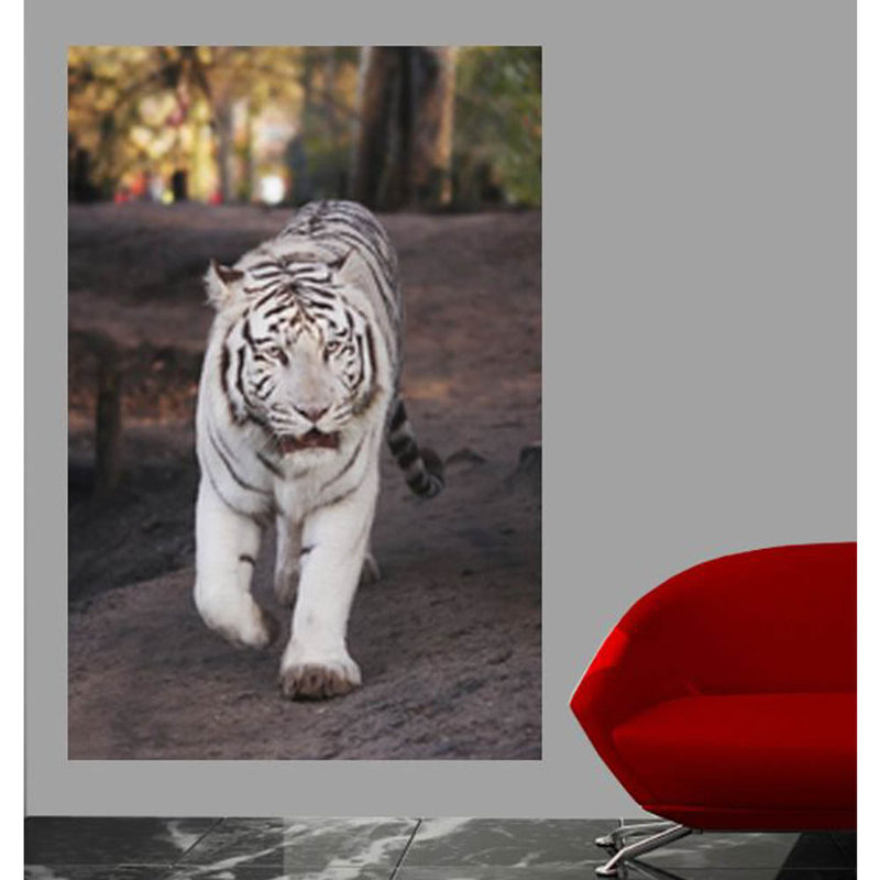 Affiche brillante tigre blanc, H 16 po x l 24 po