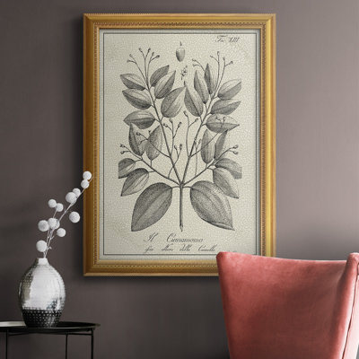 Toile encadrée botanique antique noire et blanche de qualité supérieure - prête à être accrochée