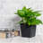 5" Square Nursery Plant Pot - Garden Plastic Pots With Drainage (5-Pack)-1478036255